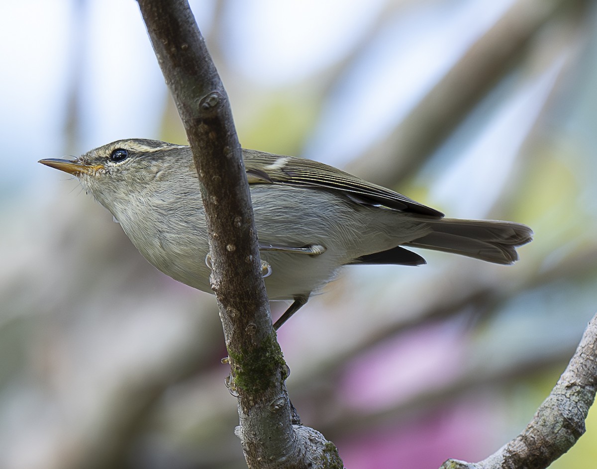 Hume's Warbler - ML647427233