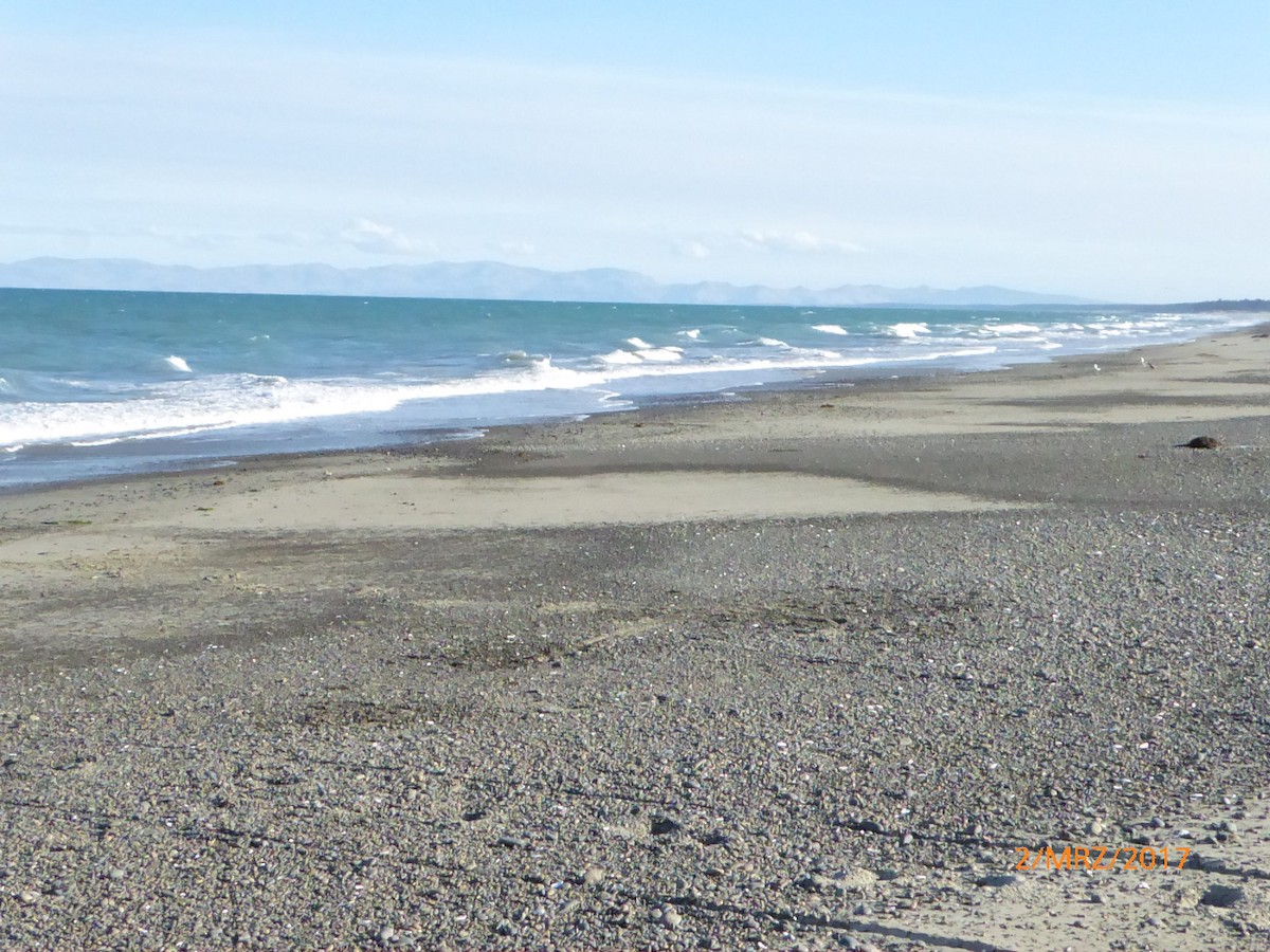 Kaio domingotarra - ML647427235