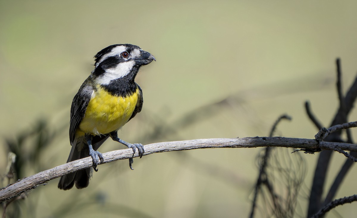 Silbador Cabezón Oriental - ML647427237
