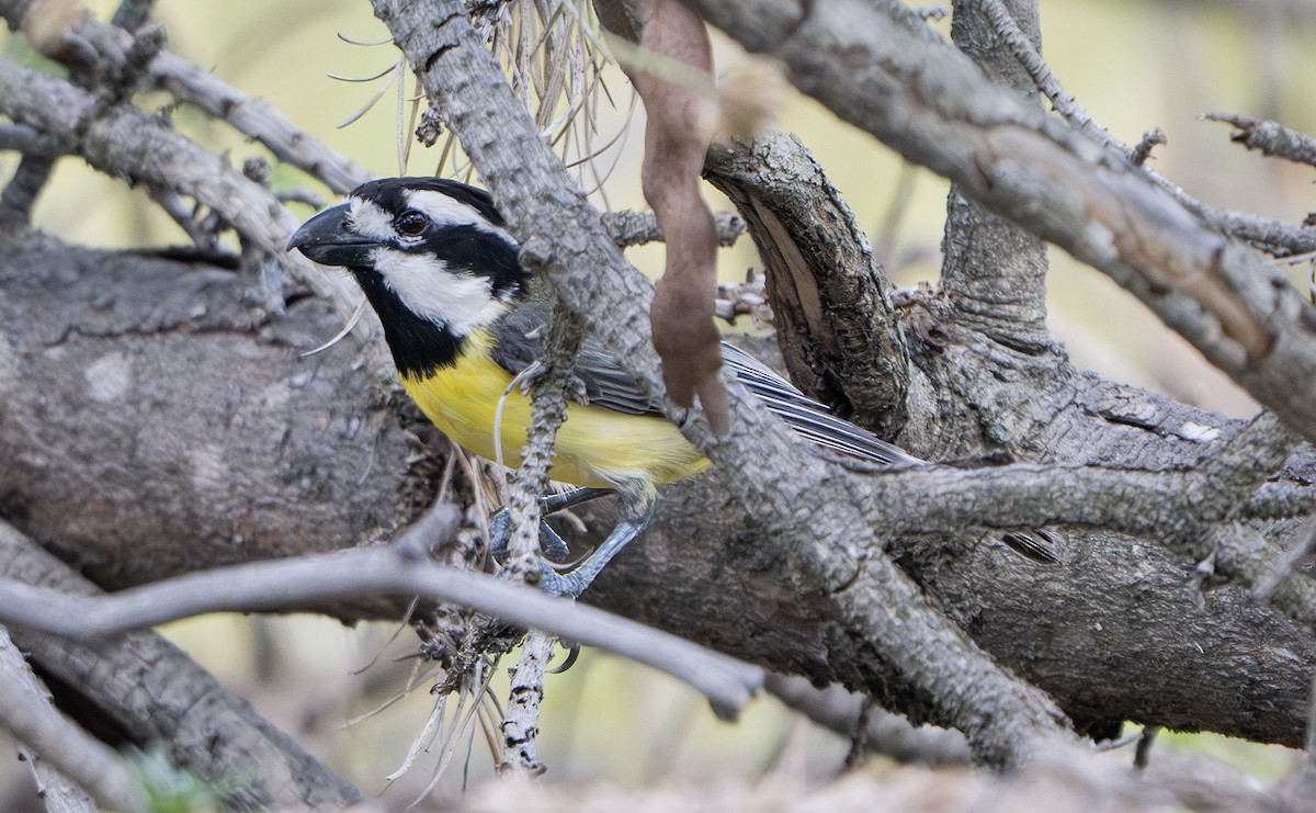 Silbador Cabezón Oriental - ML647427238