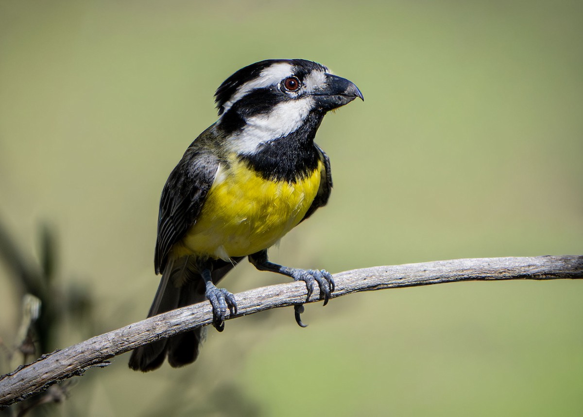 Silbador Cabezón Oriental - ML647427239