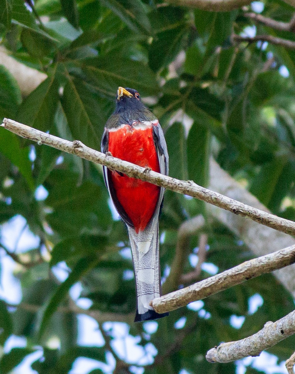 Coppery-tailed Trogon - ML647427240