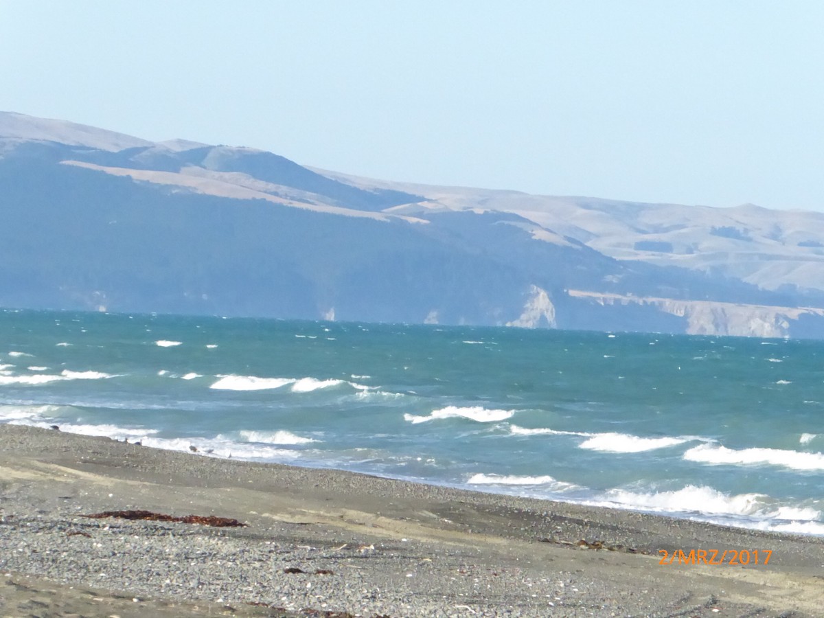 Kaio domingotarra - ML647427241