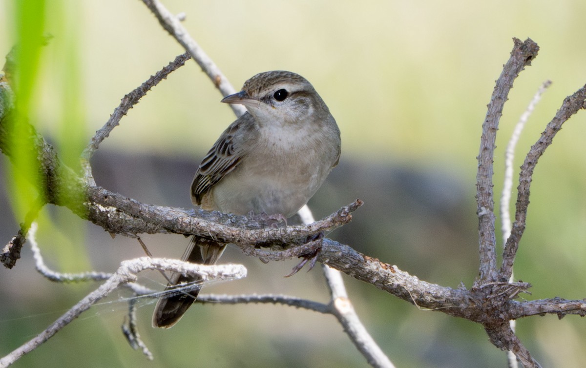 Роляк рудогузий - ML647427256