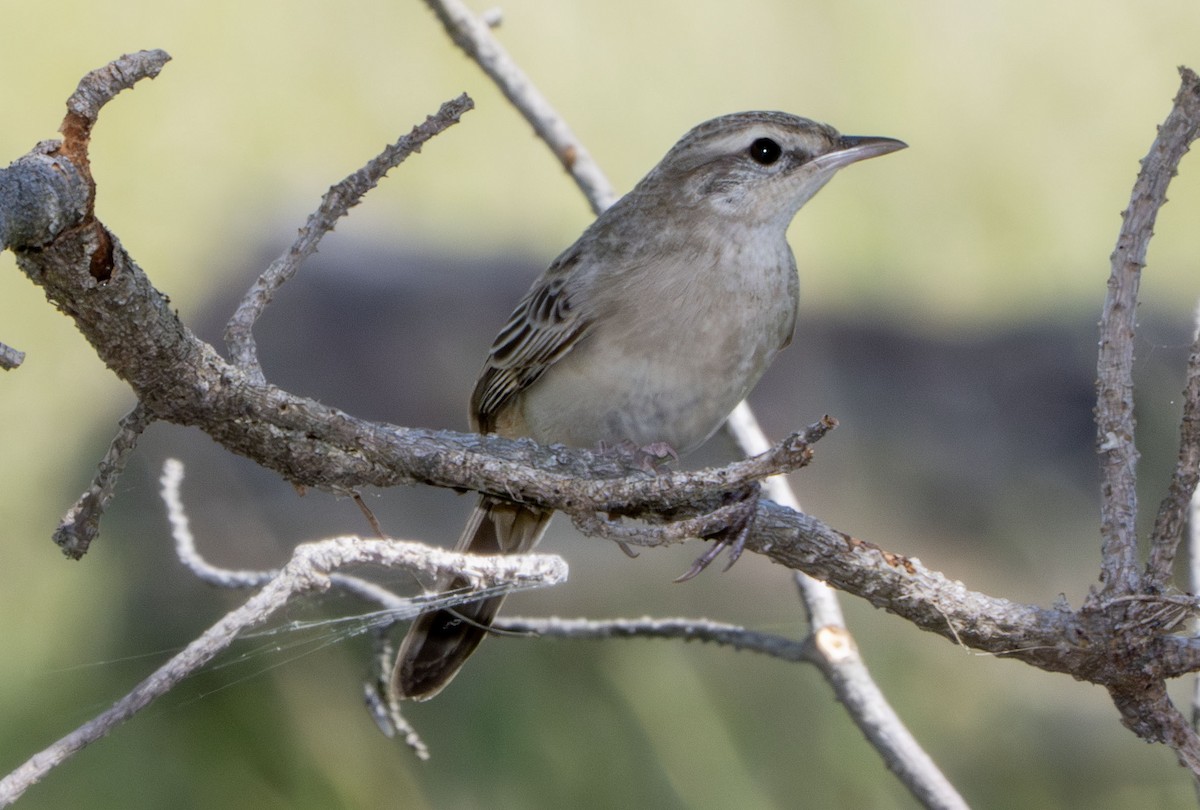 Роляк рудогузий - ML647427257