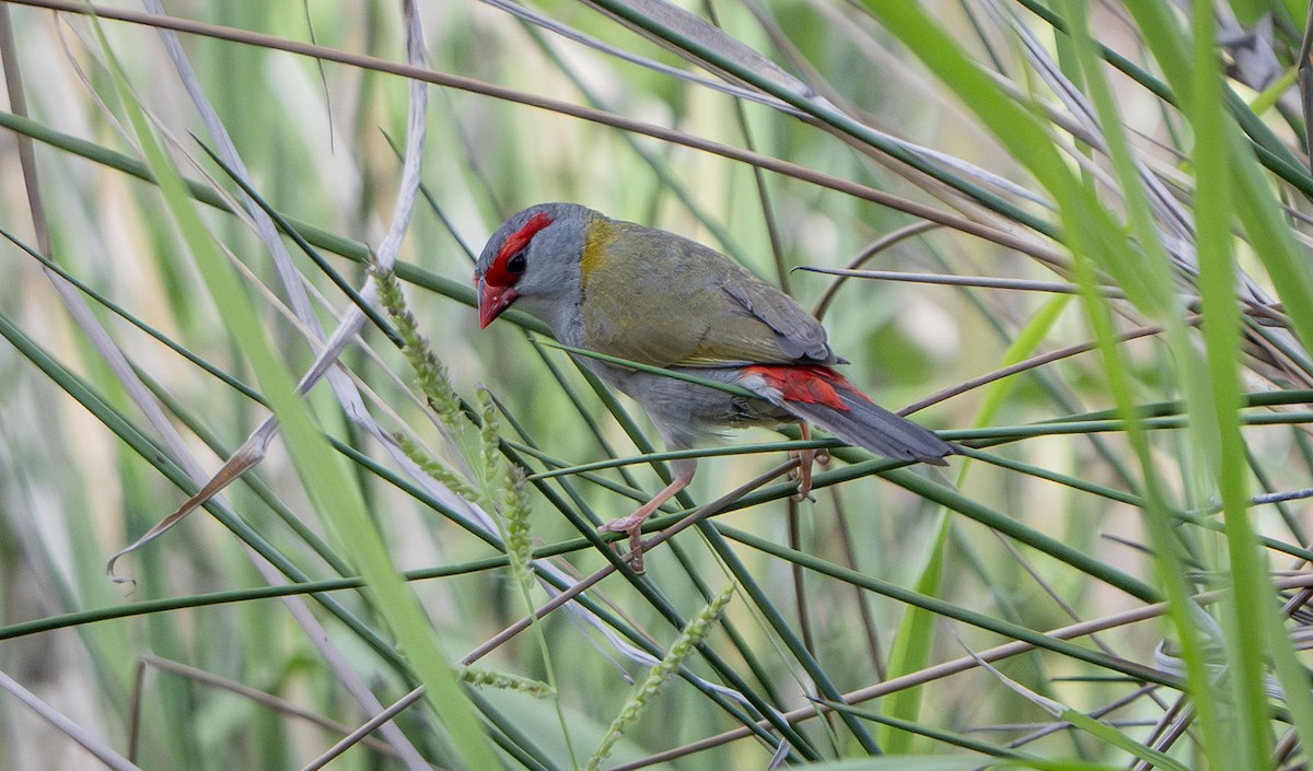 Red-browed Firetail - ML647427267