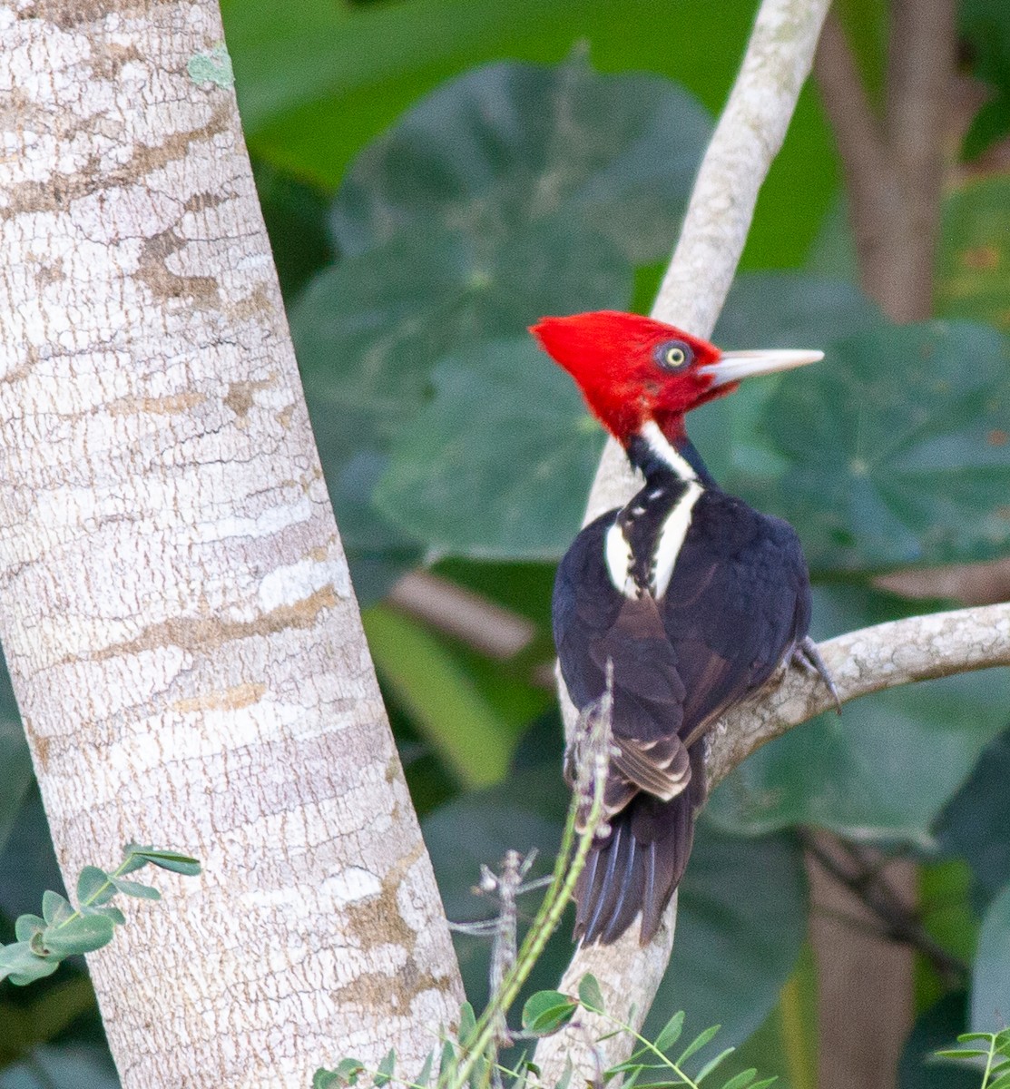 Pale-billed Woodpecker - ML647427270