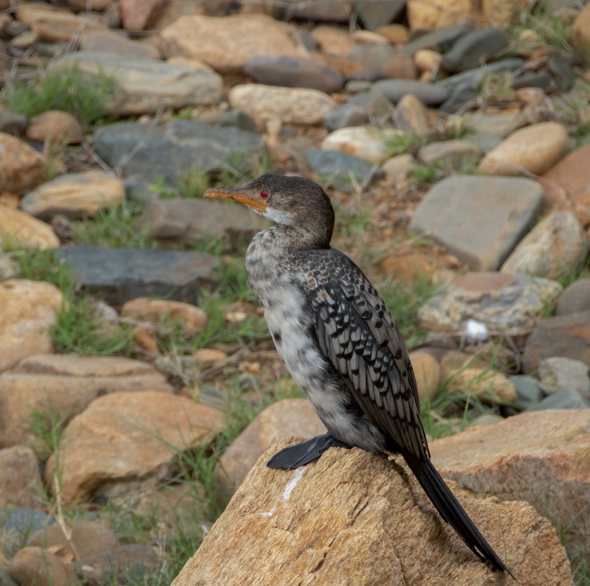 langstjertskarv - ML647427276