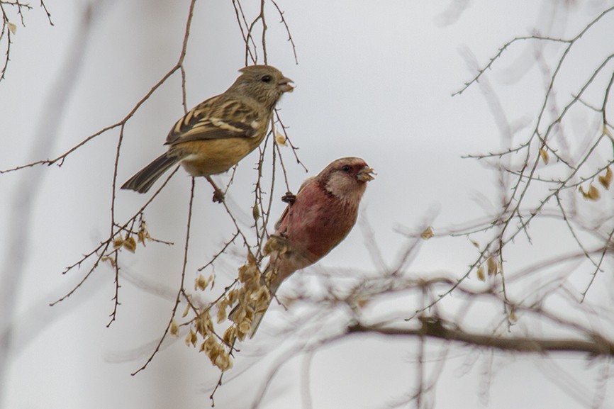 Long-tailed Rosefinch - ML647427284