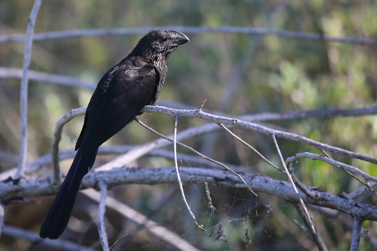 Smooth-billed Ani - ML647427287