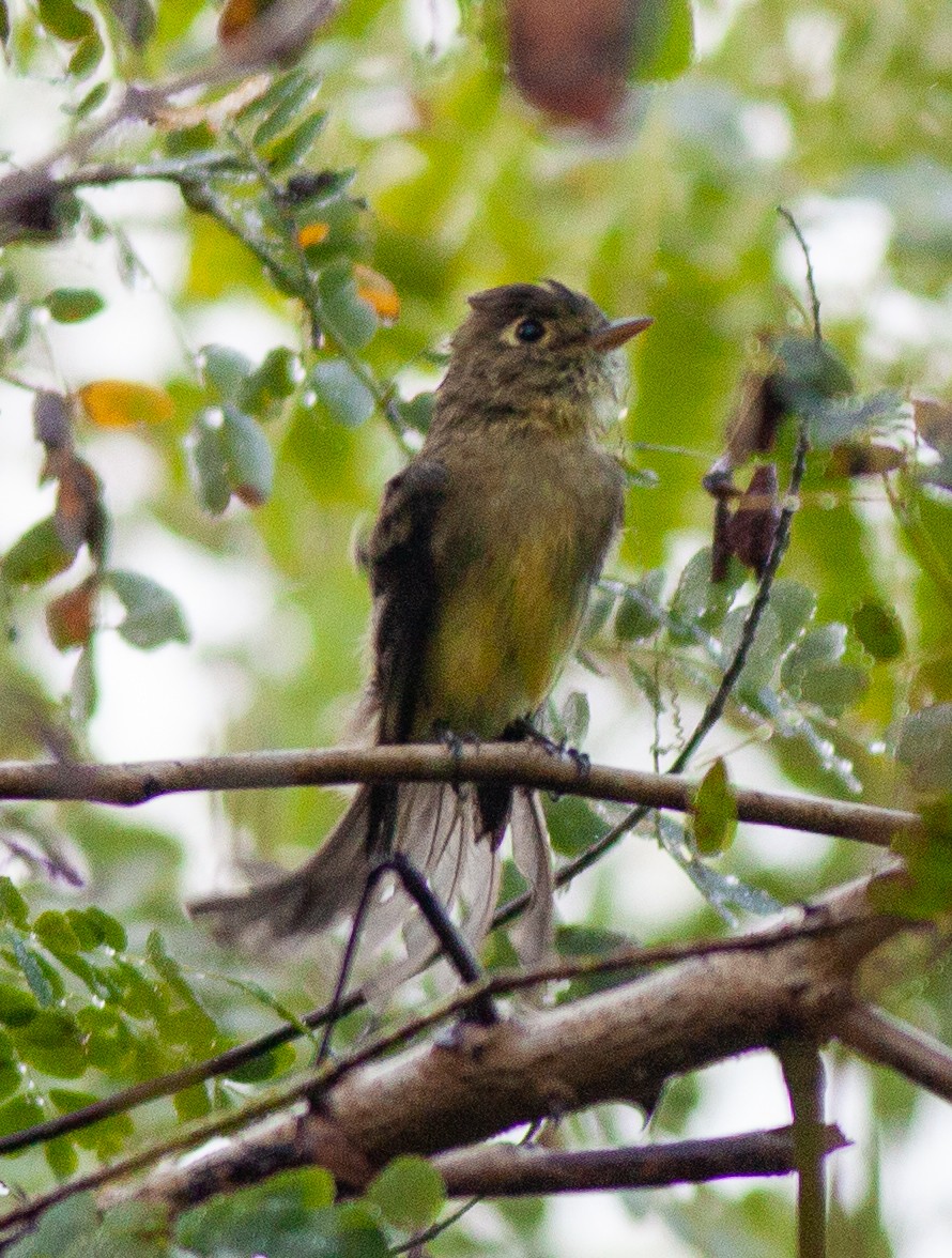 Western Flycatcher - ML647427289
