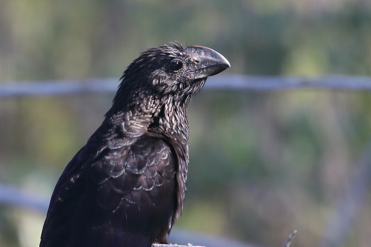 Smooth-billed Ani - ML647427300