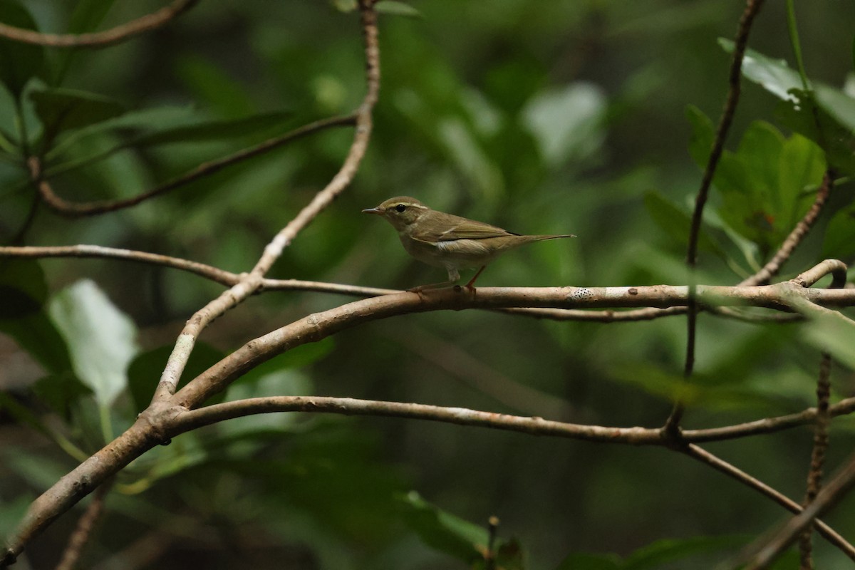 Arctic Warbler - ML647427301