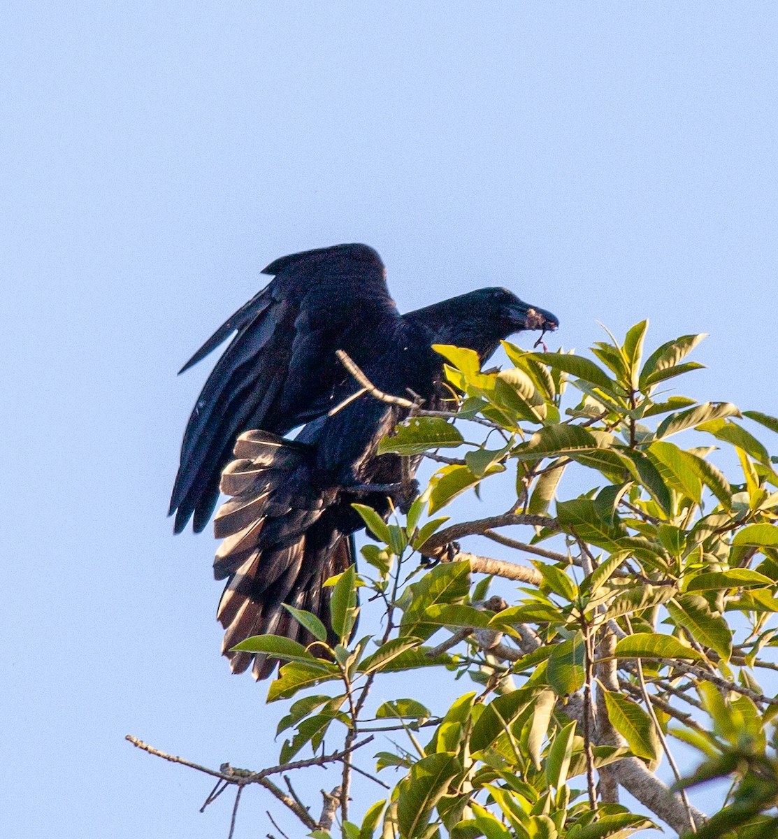 Common Raven - ML647427304