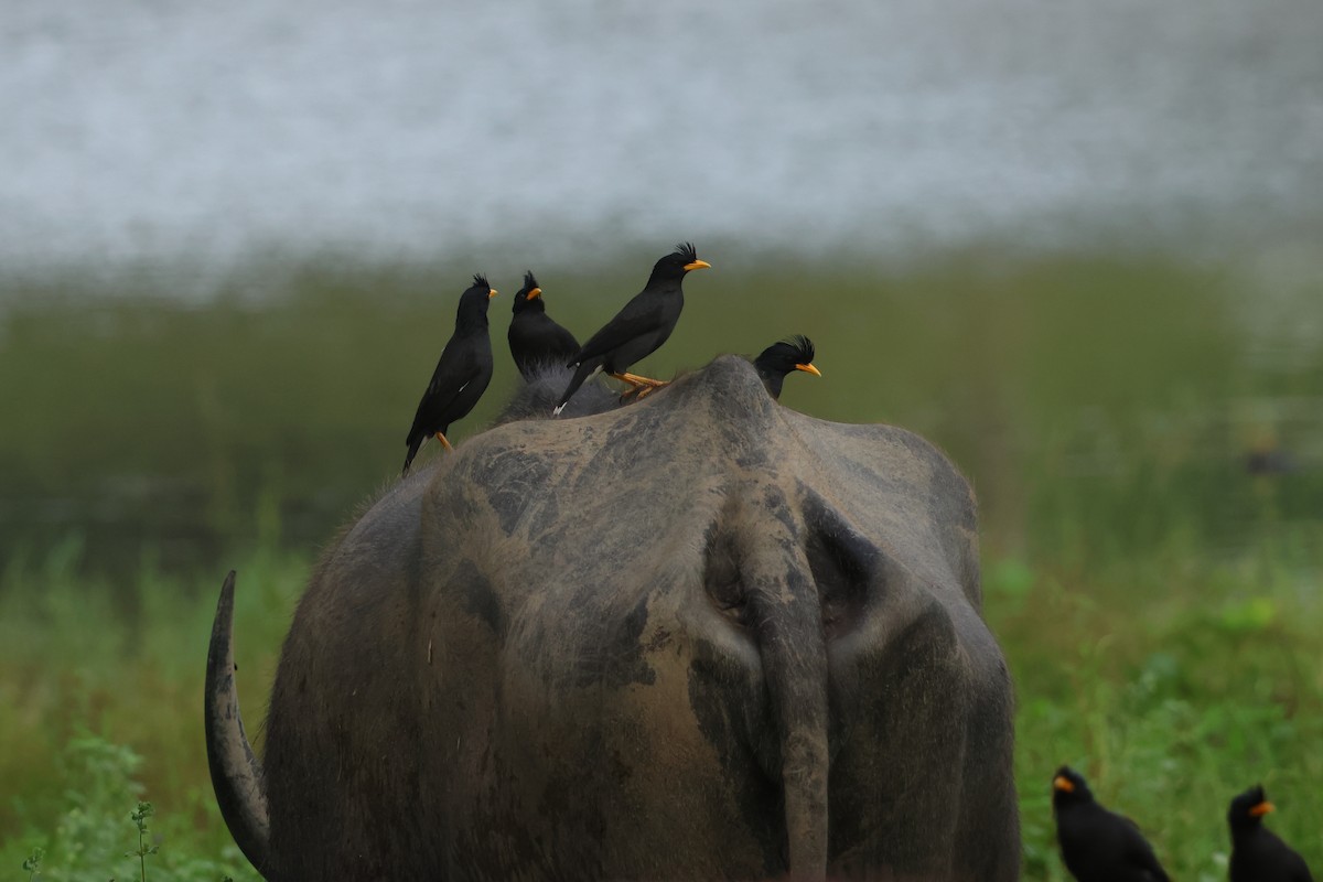 Great Myna - ML647427312