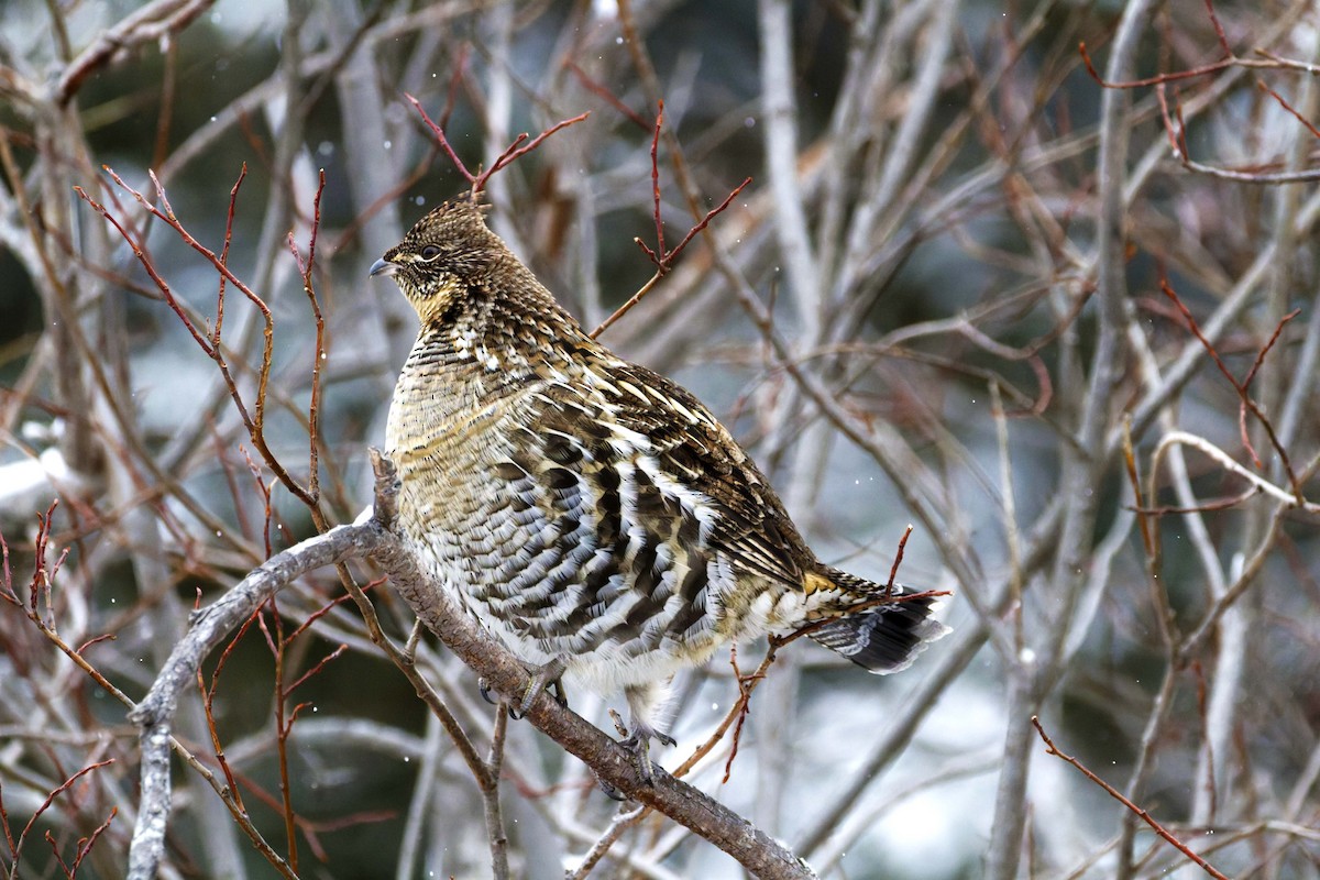 jeřábek kanadský - ML647427316