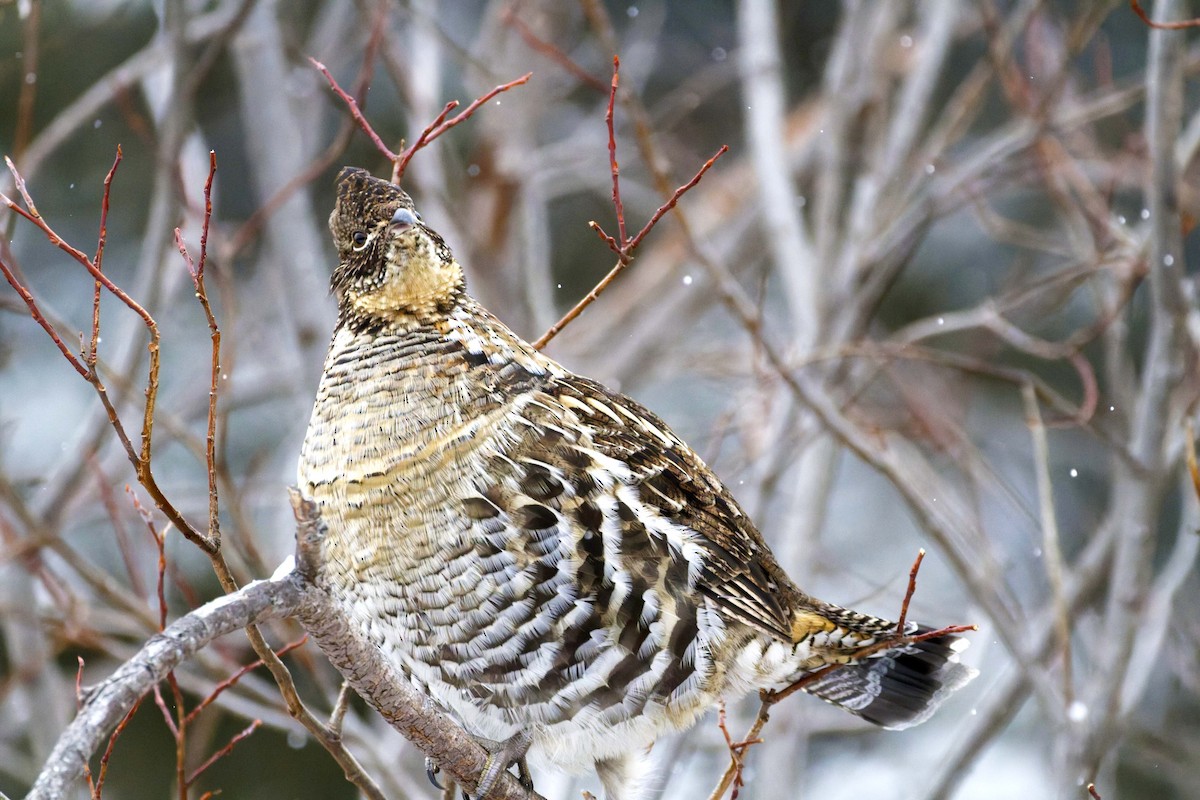 jeřábek kanadský - ML647427317