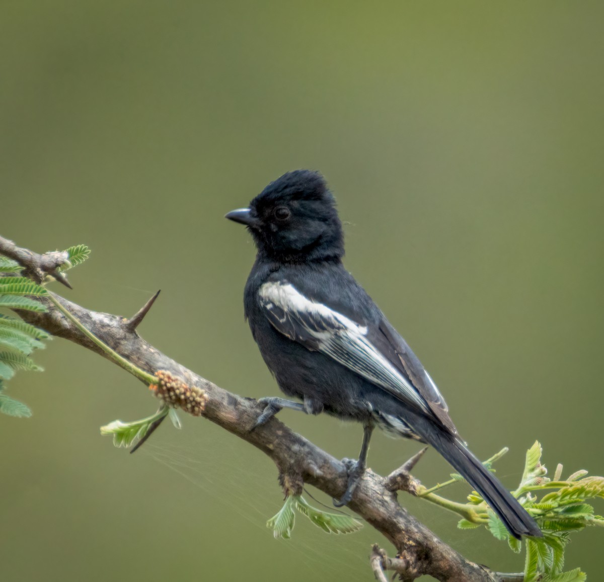 Чёрная синица - ML647427321