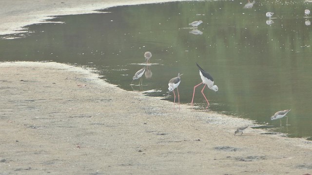 Black-winged Stilt - ML647427322