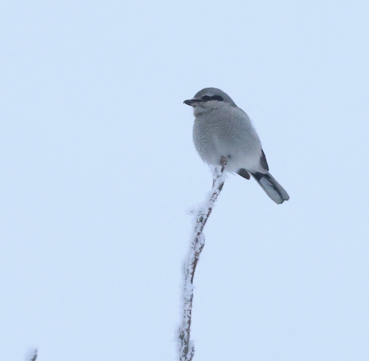 ťuhýk severní - ML647427323