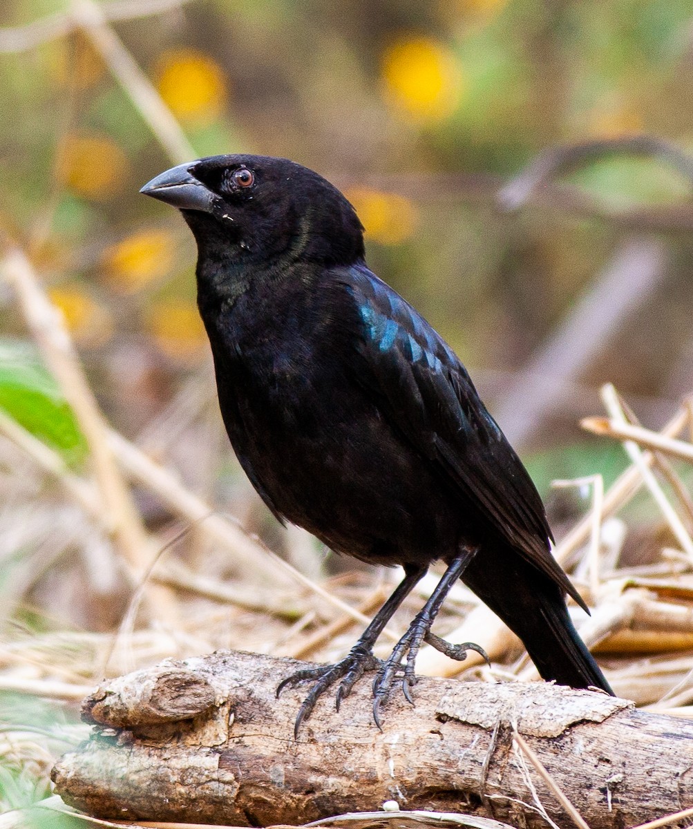 Bronzed Cowbird - ML647427324