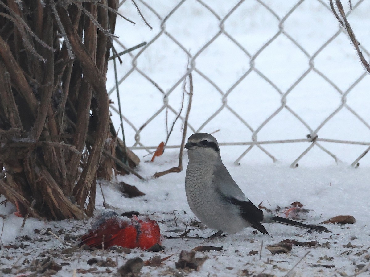 ťuhýk severní - ML647427327