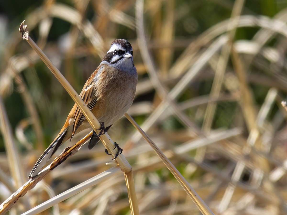 Meadow Bunting - ML647427339