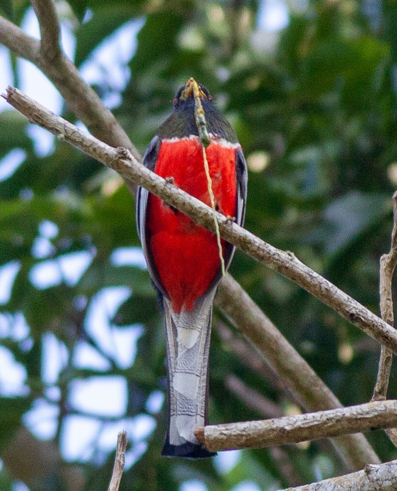 Coppery-tailed Trogon - ML647427343