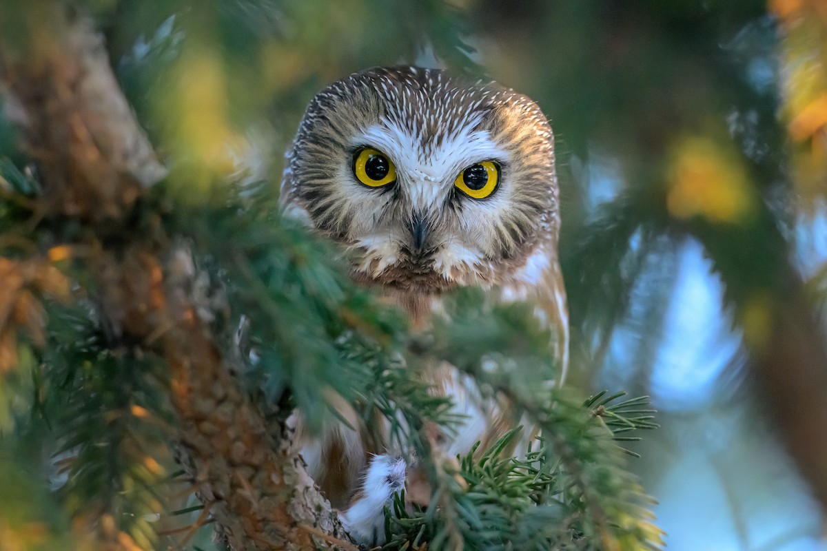 Kızıl Benekli Baykuş - ML647427354