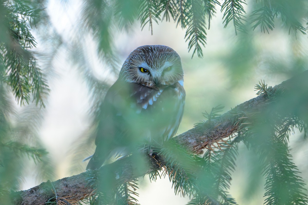 Kızıl Benekli Baykuş - ML647427355