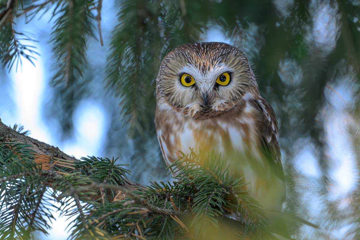 Kızıl Benekli Baykuş - ML647427356