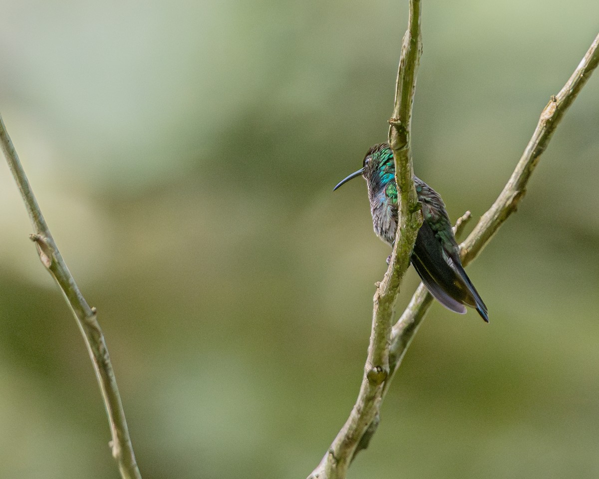 Green-bellied Hummingbird - ML647427365