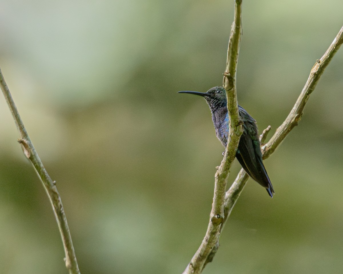 Green-bellied Hummingbird - ML647427366
