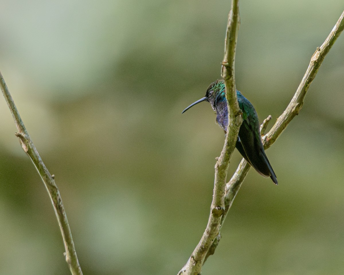 Green-bellied Hummingbird - ML647427367