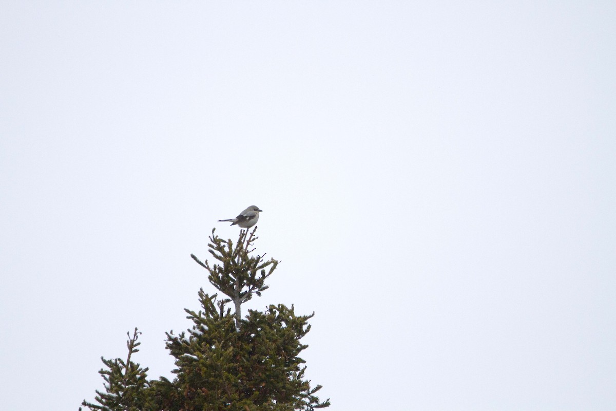 ťuhýk severní - ML647427375