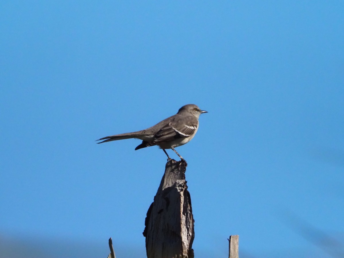 Northern Mockingbird - ML647427383