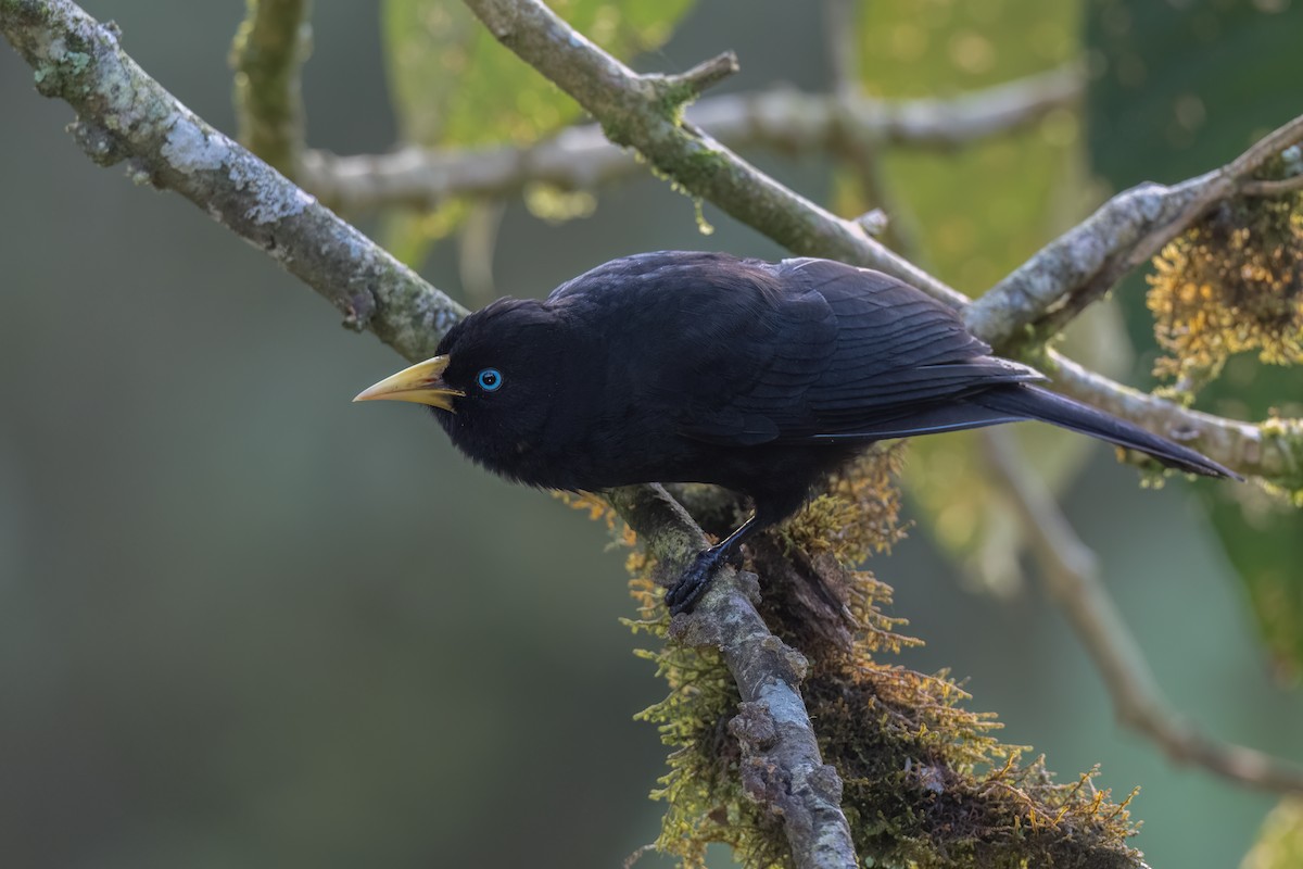 Cassique à dos rouge (uropygialis) - ML647427388