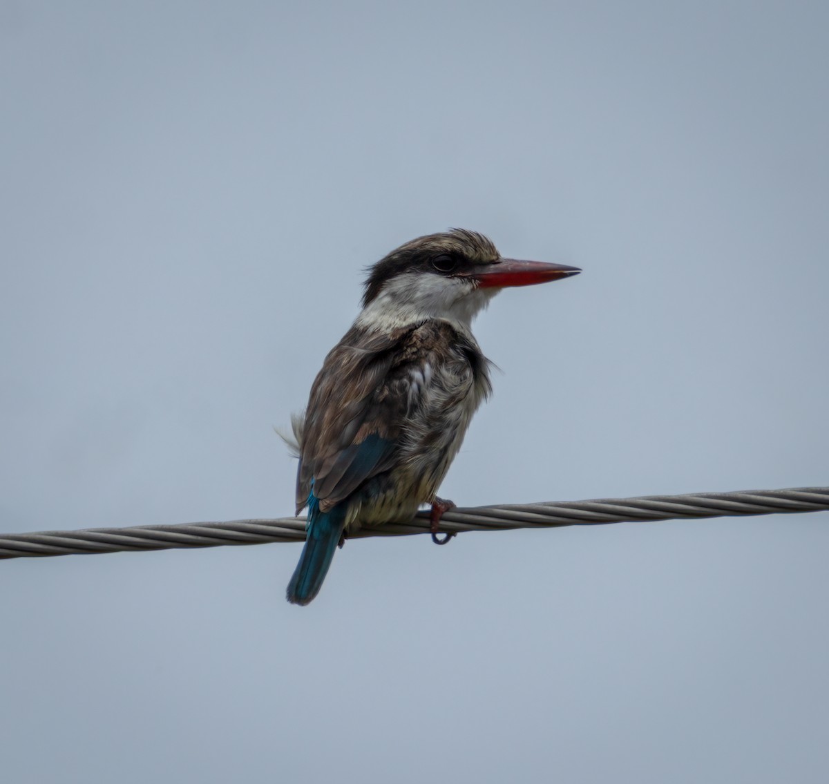 Striped Kingfisher - ML647427394