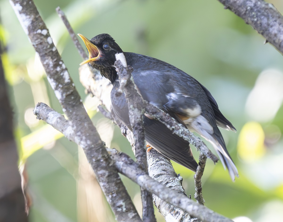 Черногрудый дрозд - ML647427398