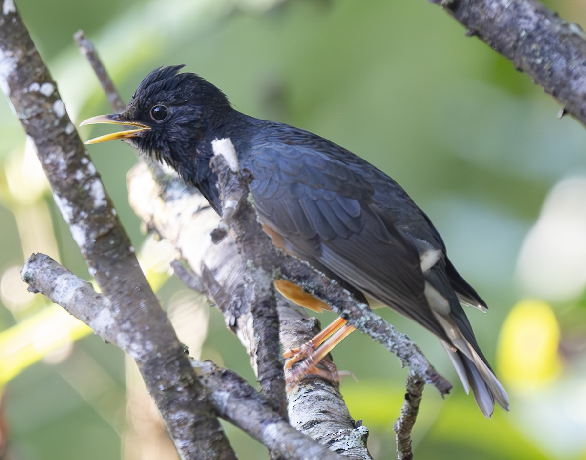 Черногрудый дрозд - ML647427399