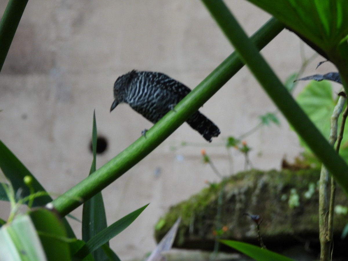 Bindenameisenwürger - ML647427415