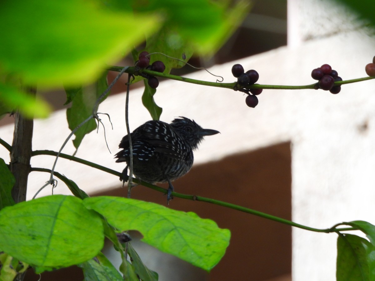 Bindenameisenwürger - ML647427416