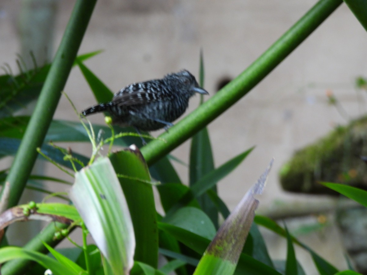 Bindenameisenwürger - ML647427417