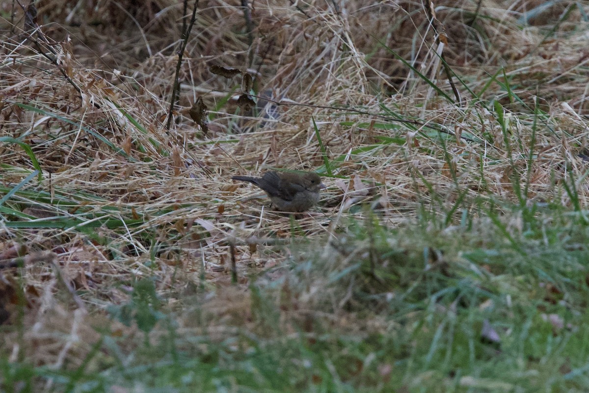 Indigo Bunting - ML647427418