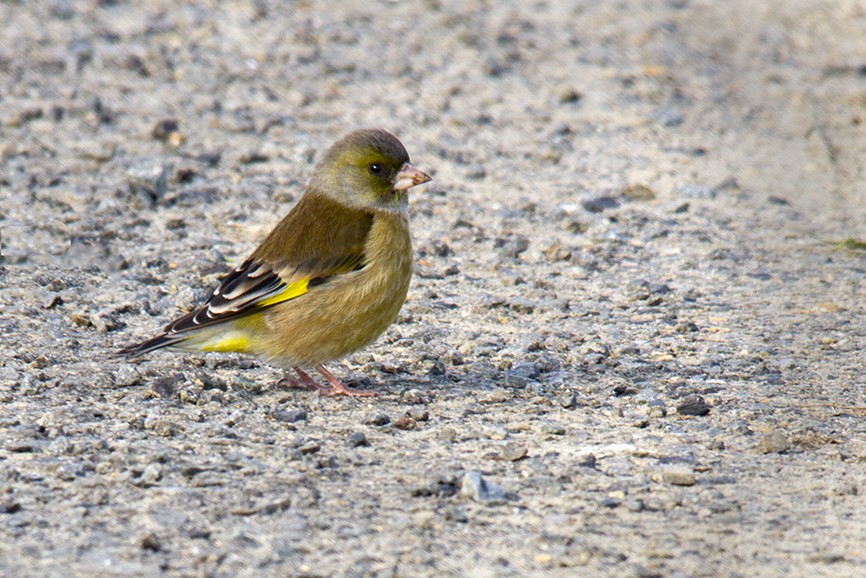 Oriental Greenfinch - ML647427420
