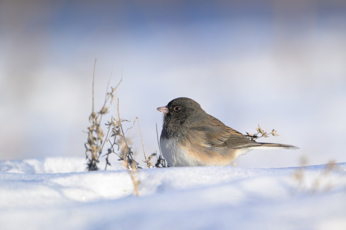 Kara Gözlü Junko - ML647427423