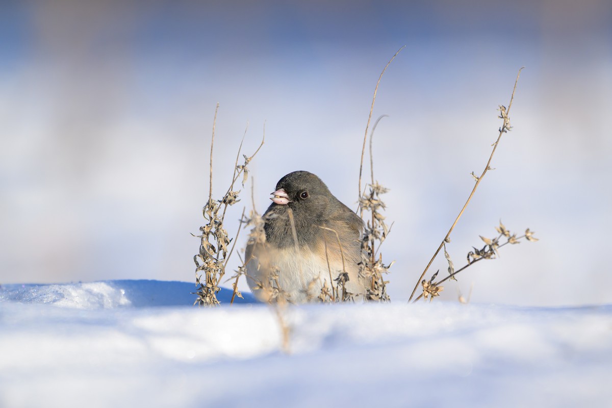 Kara Gözlü Junko - ML647427424