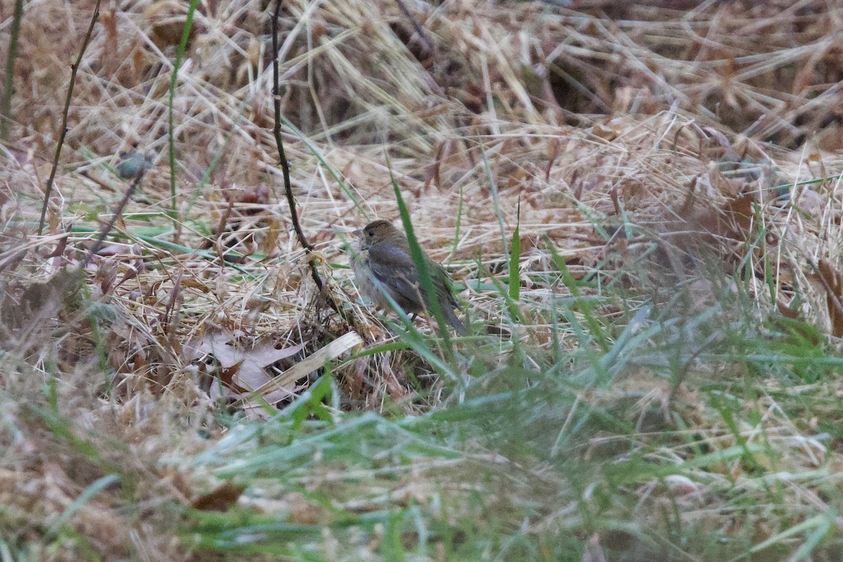 Indigo Bunting - ML647427425