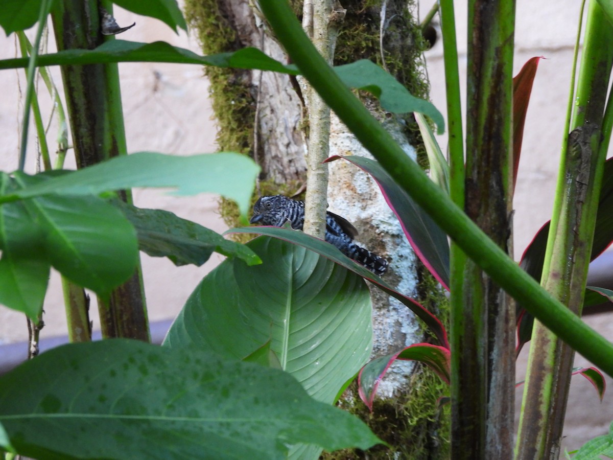 Bindenameisenwürger - ML647427426