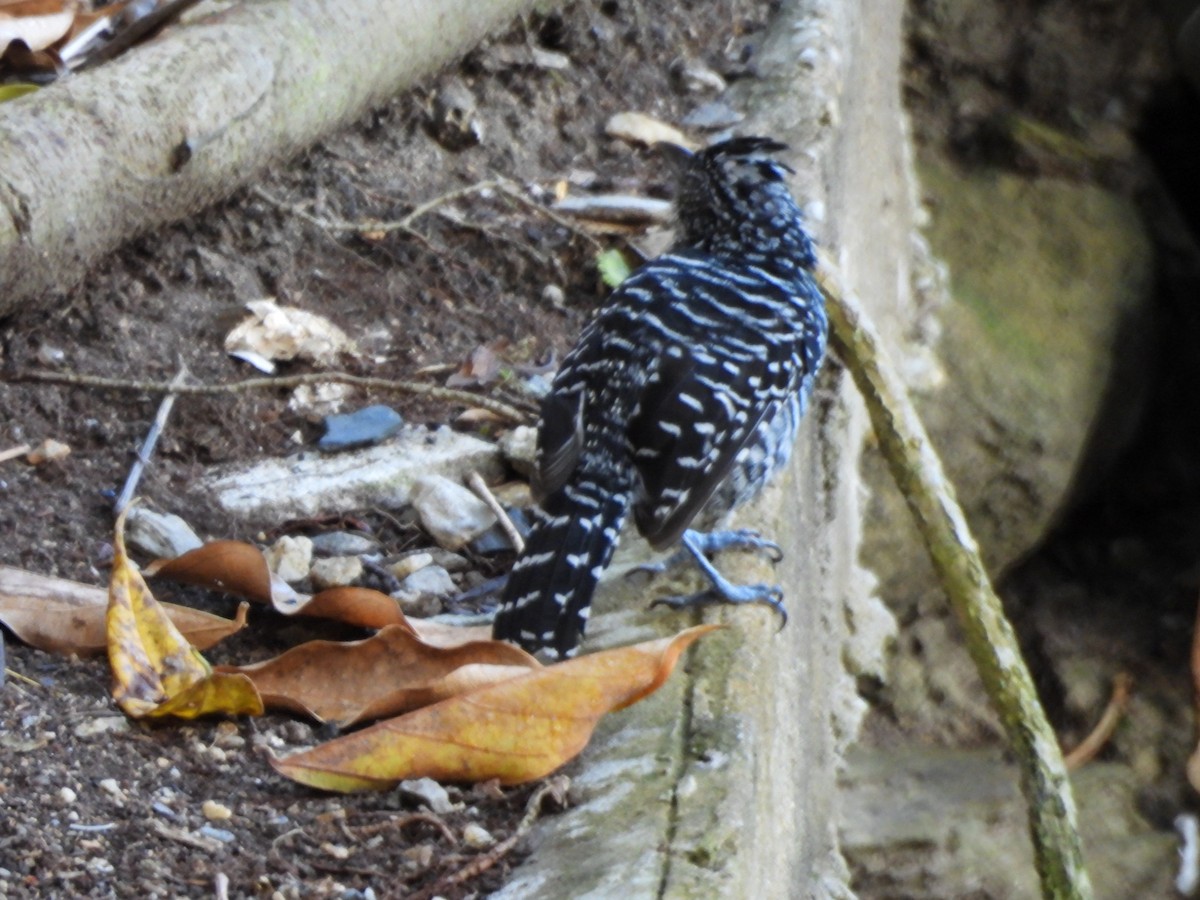 Bindenameisenwürger - ML647427427